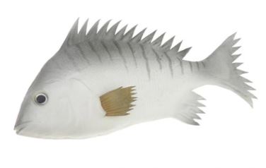 PRZYNĘTA WĘDKARSKA RYBA ZABAWKA 24 CM POŁOWY