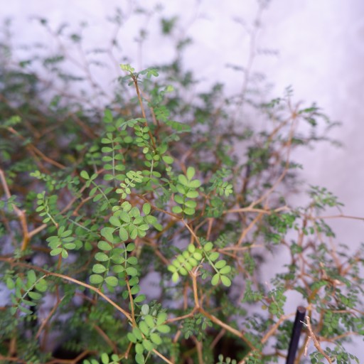 PEREŁKOWIEC SOPHORA PROSTRATA LITTLE BABY don.9cm
