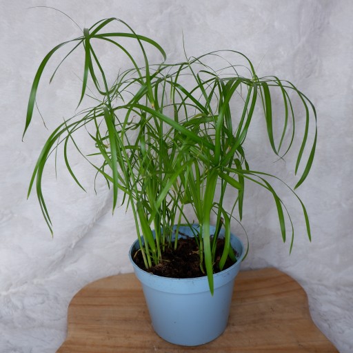 PAPIRUS CIBORA Cyperus Alternifolius don. 13cm
