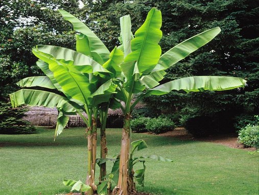 Bananowiec Musa Dajiao owocuje P12