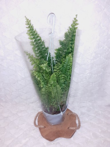 PAPROĆ KRÓLEWSKA NEPHROLEPIS PAPROTKA d.13cm