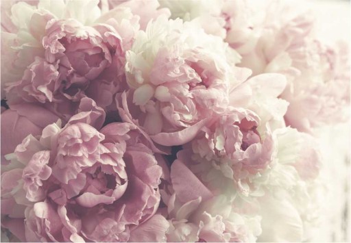 Fototapeta do sypialni na wymiar PEONIE KWIATY PIWONIE 3D wybór wzorów