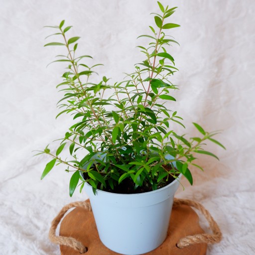 MIRT MYRTUS symbol płodności i czystości don.13cm