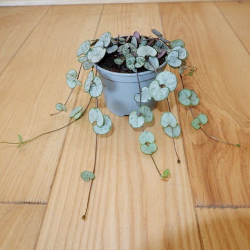 CEROPEGIA WOODA WOODII d. 9cm