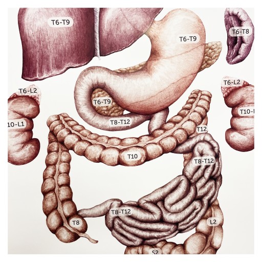 TABLICA ANATOMICZNA UKŁAD TRZEWNY CZŁOWIEKA PLAKAT 68CM X 98CM