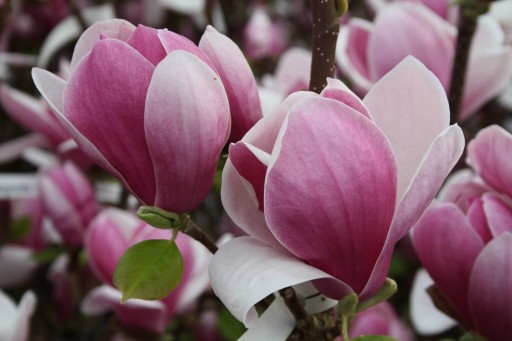 Magnolia SATISFACTION karłowa cudownie pachnąca