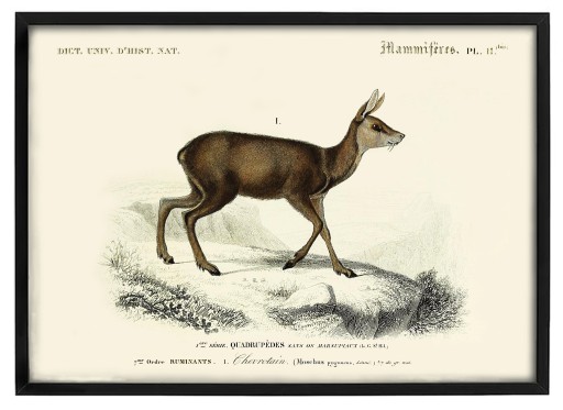 SARNA, reprint pięknej, starej grafiki, FAUNA