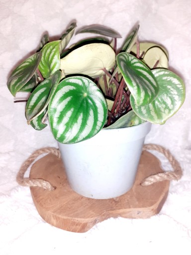 PEPEROMIA SREBRZYSTA Argyreia WATERMELON don.13cm
