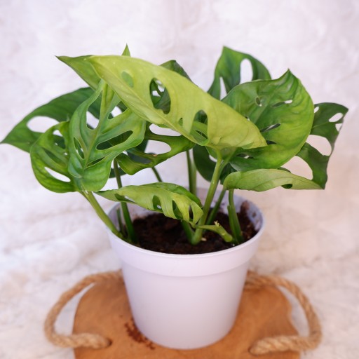MONSTERA UKOŚNA kilka roślin d.13cm