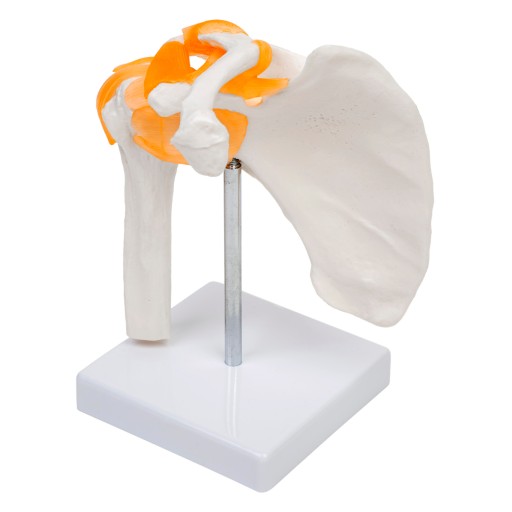 Model stawu barkowego- 3D MEDYCZNY.EU
