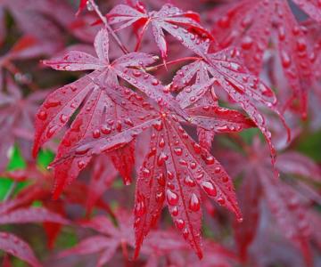 JAVOR PALMOVÝ ODM ČERVENOLISTÝ (ACER PALMATUM VAR ATROPURPUREUM) 10 SEMIEN