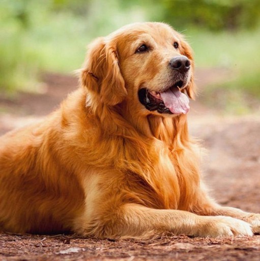 Naszyjnik Glowa Golden Retriever Labrador Srebrny 8464821212 Allegro Pl