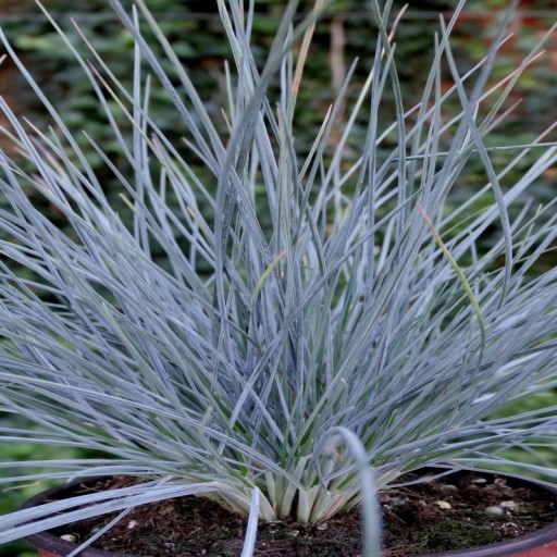 Kostrava sina Uchte - Festuca glauca