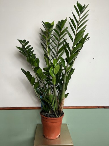 Velka Rostlina
