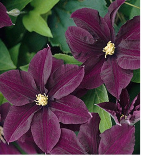 Clematis WARSZAWSKA NIKE Powojnik wielkokwiatowy