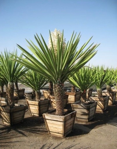 Prodej Yucca