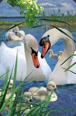 Міні листівка 3D Лебідь