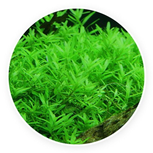 Rotala rotundifolia green [2 sadzonki]