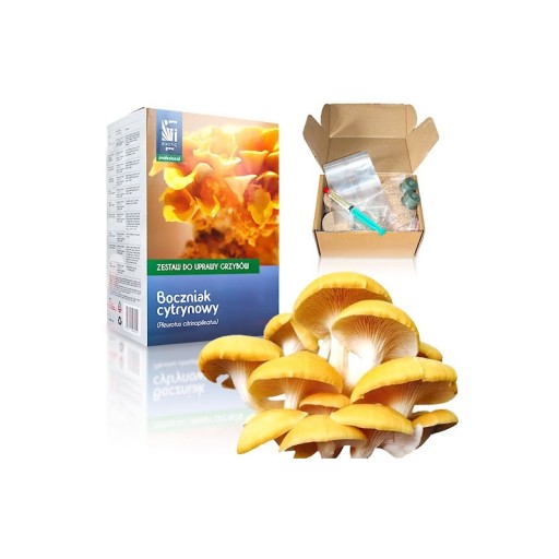 Grzybnia BOCZNIAK CYTRYNOWY uprawa DOMOWA podłoże 13524590754 Allegro.pl