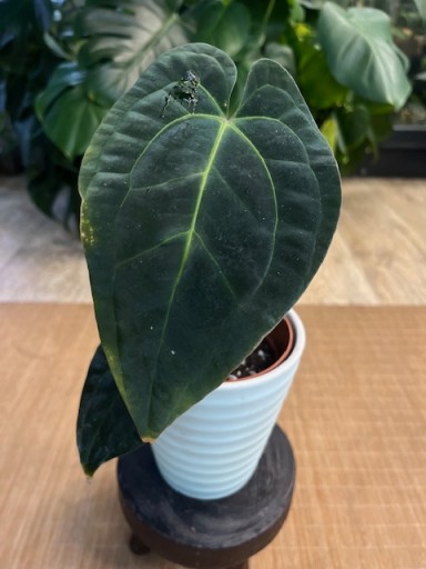 Papillilaminum GunaYala × Zara Michelle A. Papillilaminum x (Zara