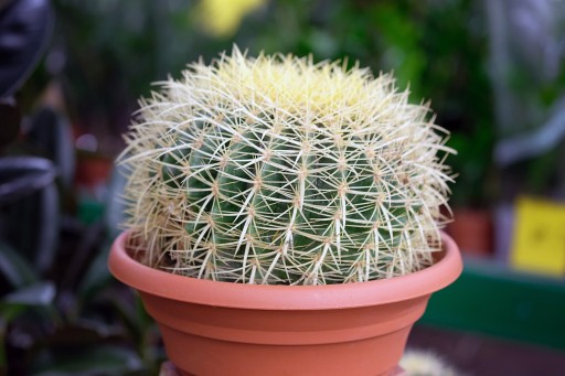 Echinocactus Grusonii Fotel Tesciowej Kaktus M 9661801176 Allegro Pl
