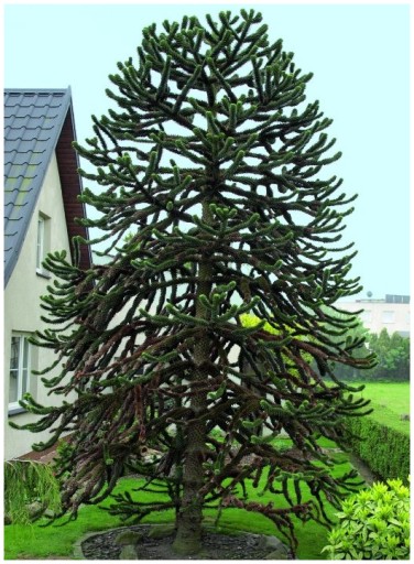 Araukaria Čilská Opica Strom (Araucaria Araucana) semená 1 ks