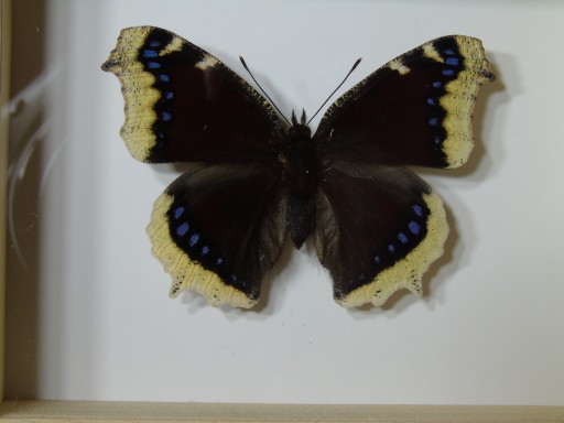 Motyl w ramce / gablotce 12 x 10 cm . Nymphalis antiopa . Rusałka żałobnik