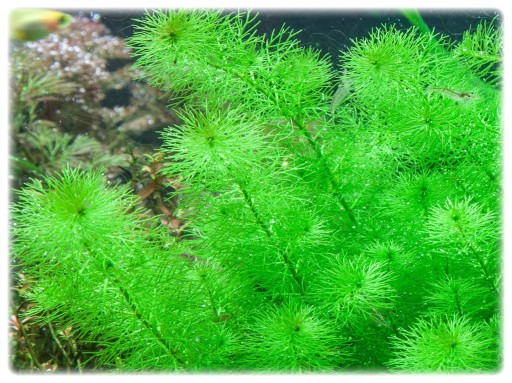 153. Myriophyllum sp. Guyana porcja in vitro 10szt