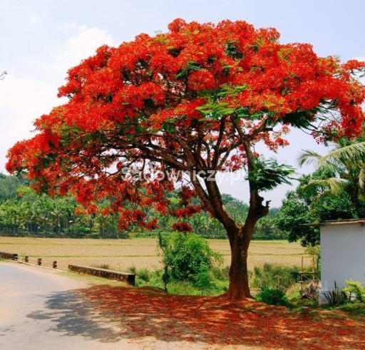 Plameň africký strom do kvetináčov aj na bonsaje Semená 4 g