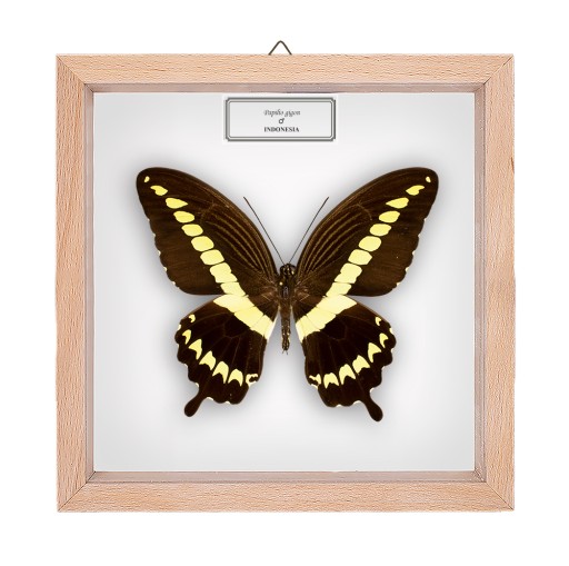 Motyl w gablotce Papilio gigon