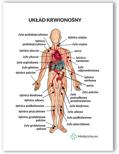 Plansza anatomiczna UKŁAD KRWIONOŚNY MEDYCZNY.EU