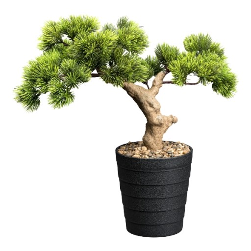 Drzewko Bonsai Pinia 40 Sosna BONZAI ciekawy pie  Opinie - Allegro
