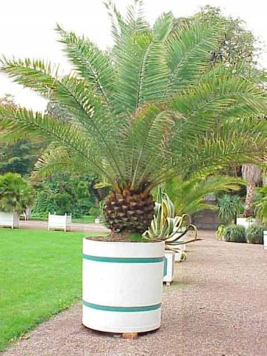 Финик Канарский