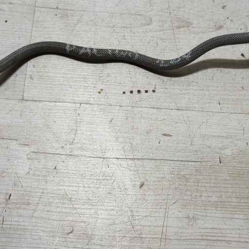 Peugeot 208 II 23r 1.2 fuel line