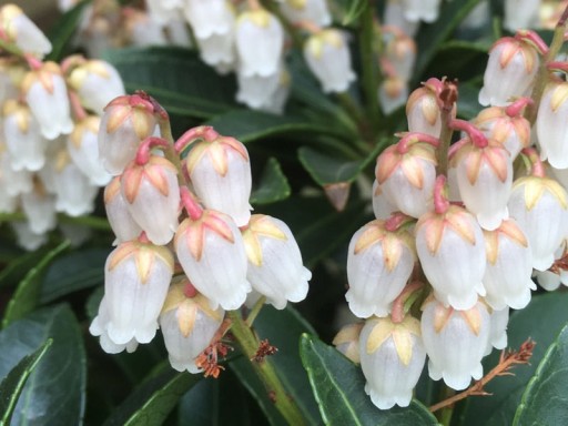 Pieris ' japonica' CUPIDO