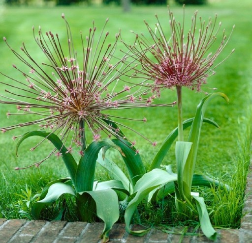 Šubertov okrasný cesnak - Allium Schubertii 1 ks