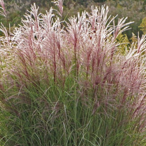 Miskant čínsky Ferner Osten - Miscanthus sinensis