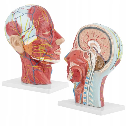 АНАТОМІЧНА МОДЕЛЬ ГОЛОВИ І ШИЇ