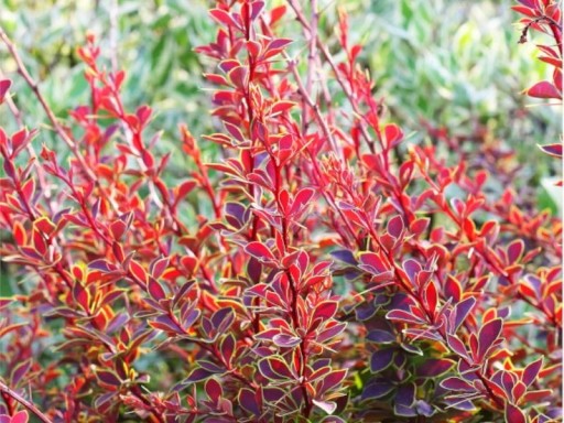 Berberys Thunberga Golden Ring `Berberis 2L