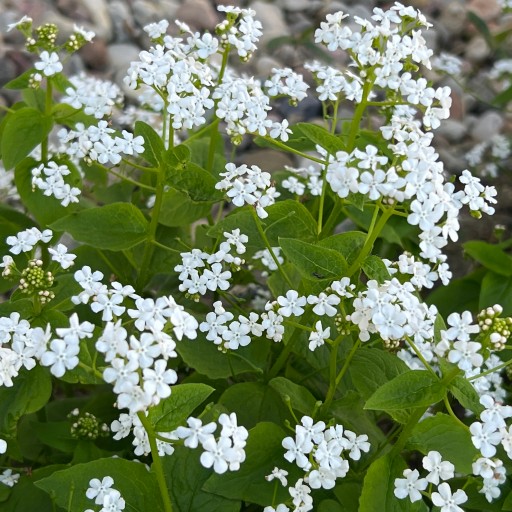 Brunera veľkolistá BETTY BOWRING Brunnera Biele kvety Sadenice 1L