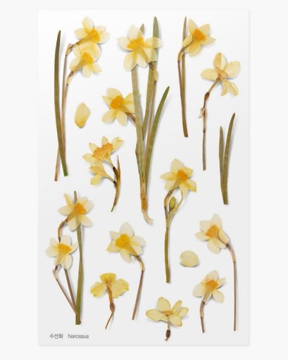 Samolepky ozdobné kvety Narcis