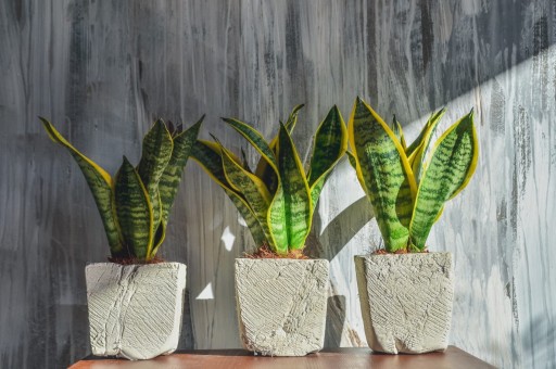 Sansevieria Futura Superba. Hadica - 40 cm P12