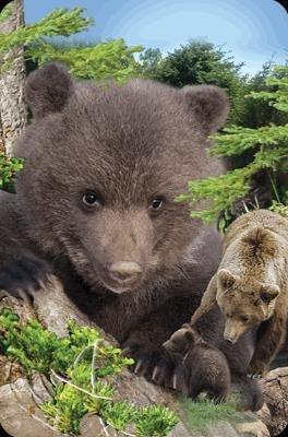 Міні листівка 3D бурий ведмідь