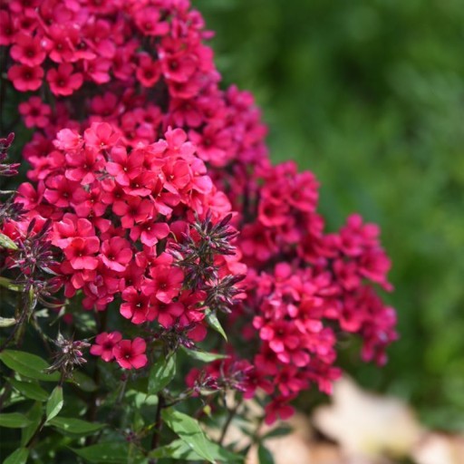 Phlox chocholatý 'Early Red' kvetináč P11