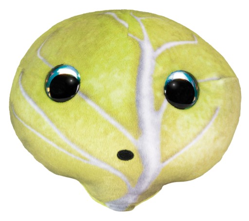 LUMO STARS ОВОЧІ ТА ЯГОДИ КАПУСТА TEIKKU