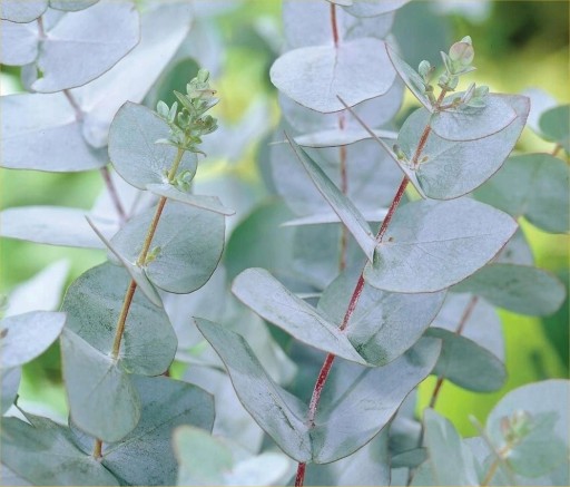 Eukalyptus modrý (Eucalyptus Gunni) Semená