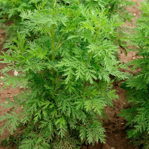 Bylica jednoroczna Artemisia Annua nasiona 300szt* • Cena, Opinie • Zioła  9953982111 • Allegro