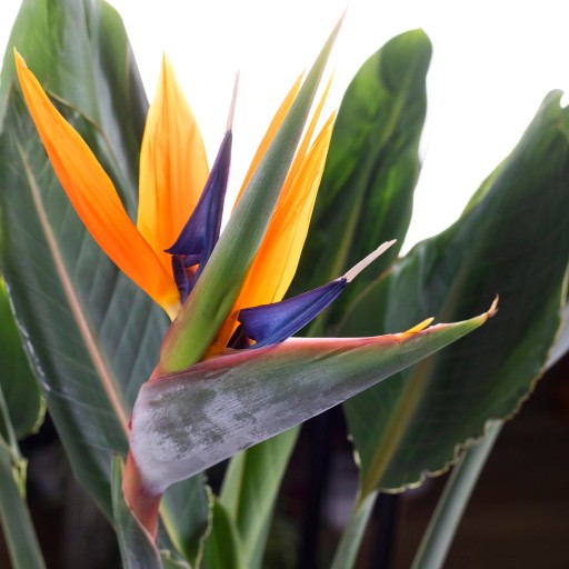 Strelitzia reginae RAJSKI PTAK sadzonka L