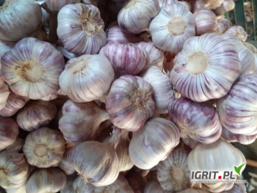 ЧАСНИК ВІД ПОЛЬСЬКОГО ФЕРМЕРА PURPLE ECO 1КГ