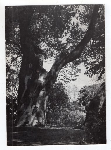 Poddębice - Park - FOTO ok1960